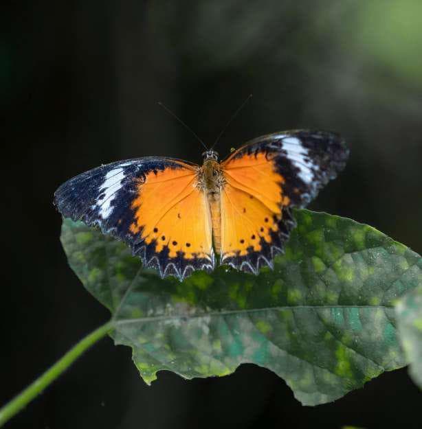  Lush Mediterranean Gardens