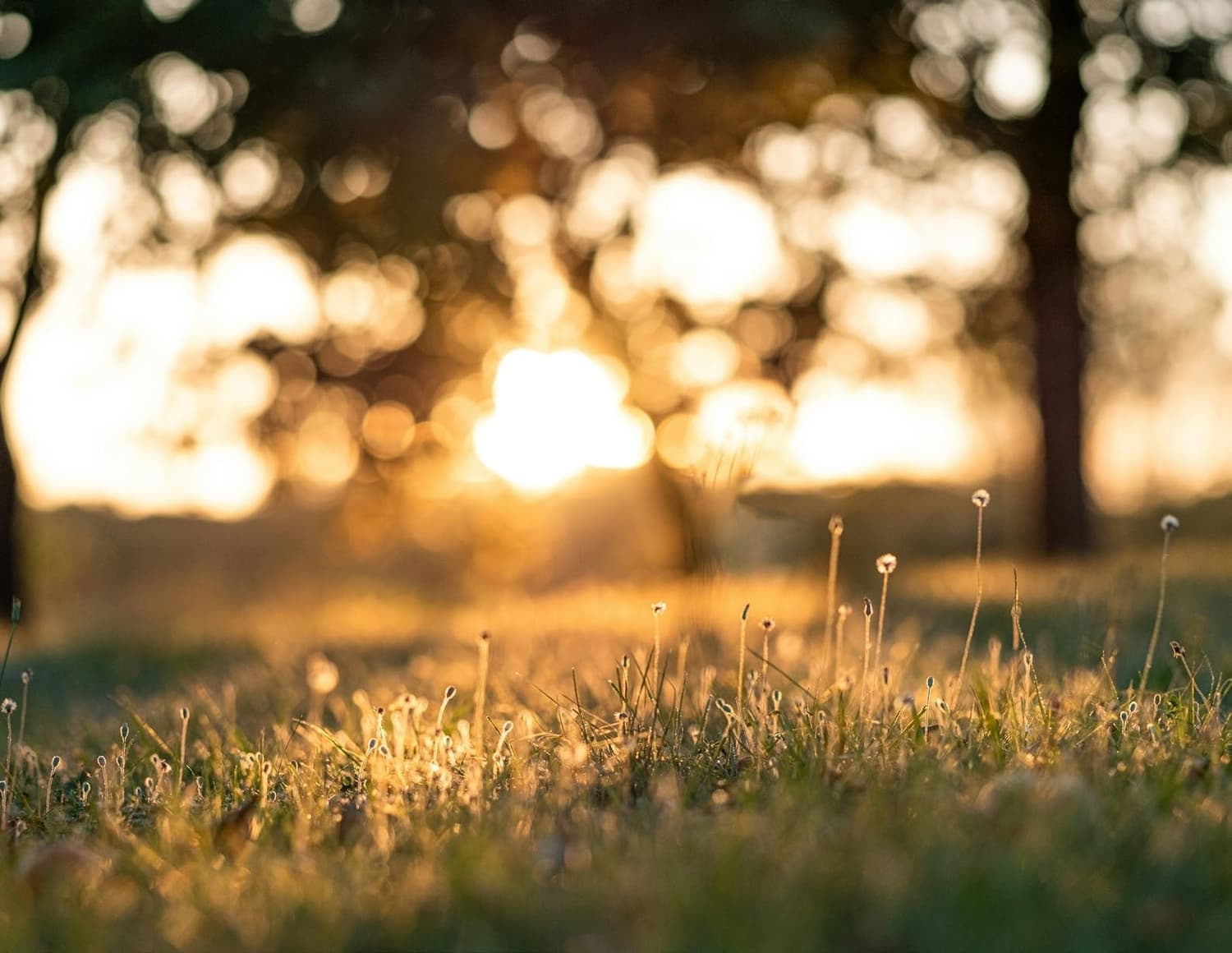 Green Spaces